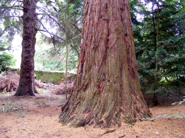 Redwoods are seen in some parks in the UK