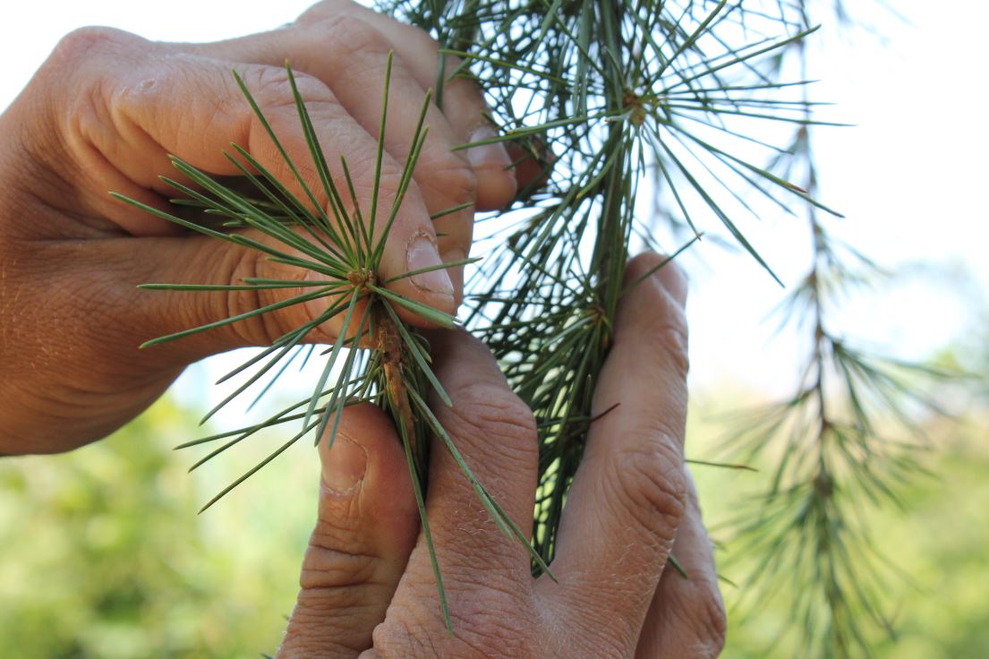 The needles of the Atlantic Cedar grow in whorls