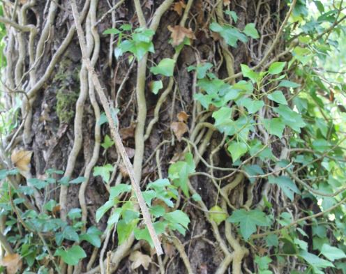 The willow trunk is covered in vines and creepers