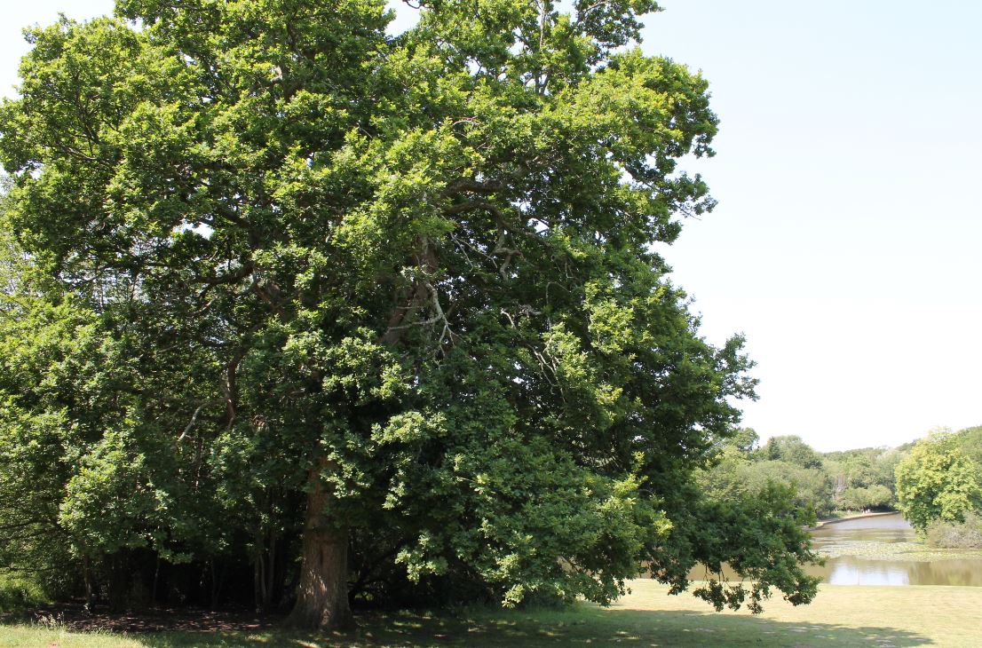 The English oak grows tall and wide