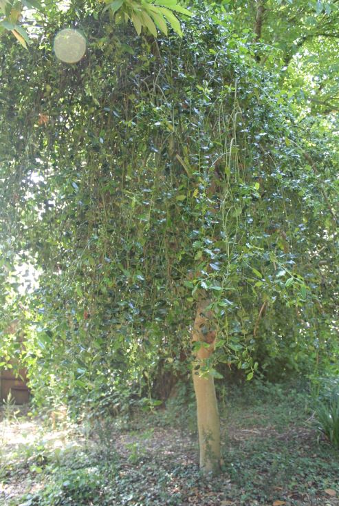 The weeping holly has an unusual shape...
