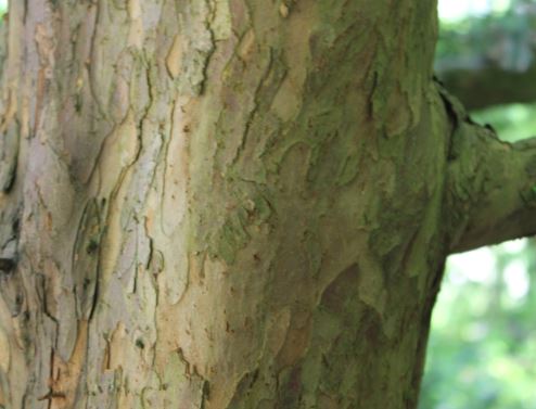 Yew bark has a reddish brown colour