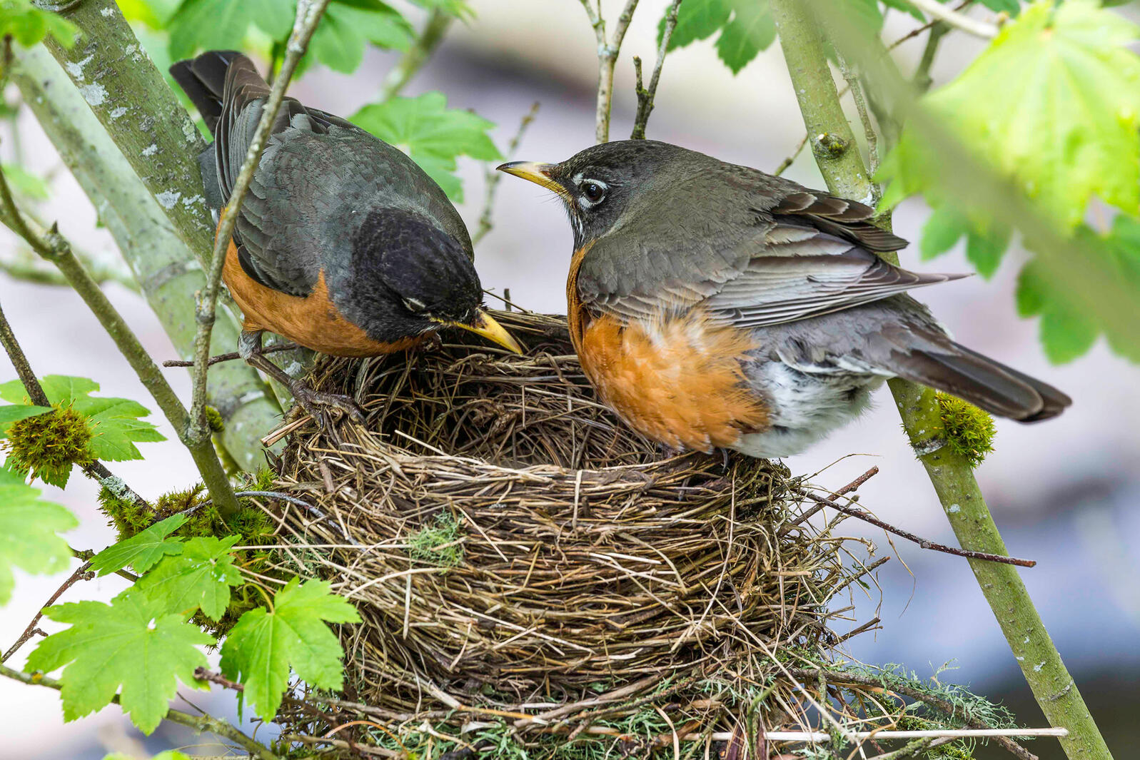 Robins at their nest
