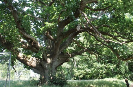 The Lady Oak