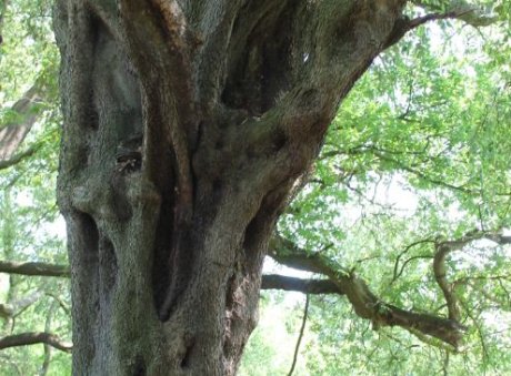 The Holm Oak